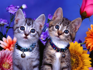 grey-cats-flowers-bell