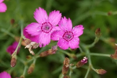 Steenanjer - Stienanjer - Dianthus deltoides