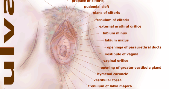 ANATOMI FISIOLOGI REPRODUKSI WANITA ~ MUNAWI INSIDE