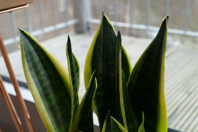 Plants by Post Review , Plants by Post etsy, Best Plant For Studio Homes, best plants for apartments, best plants for home, snake plant uk review