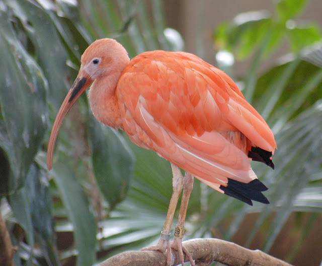 Guará vermelho com a coloração pouco pigmentada, semelhante ao tom salmão dos flamingos