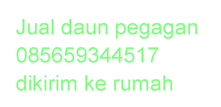 Jual daun pegagan segar kering