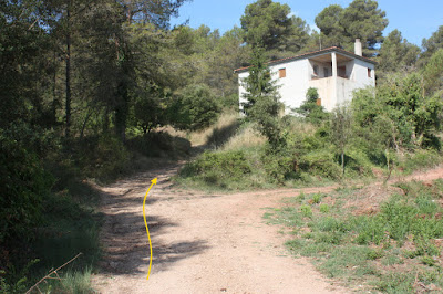 ARBRES SINGULARS, ARBRES REMARCABLES DEL PLA DE MANLLEU (ALT CAMP) I AIGUAVIVA (BAIX PENEDÈS), Cal Torró al terme municipal del Pla de Manlleu