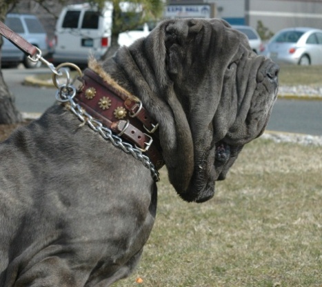 Doberman  Pictures on Dog Breed   Dog Breeds   Dog Pictures  Neapolitan Mastiff Dog Photos