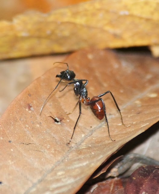 Giant Forest Ant (Camponotus gigas) 