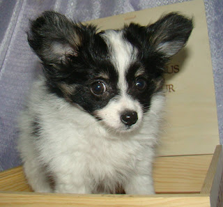 Papillon Puppy Photo