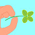 A shamrock with four leaves