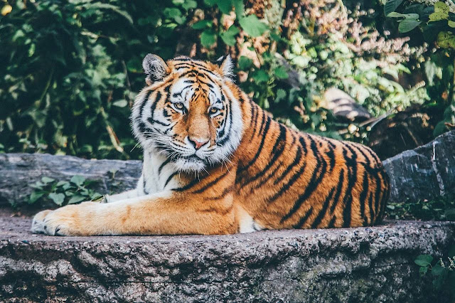 Tiger Information Marathi Essay  - वाघ निबंध मराठी