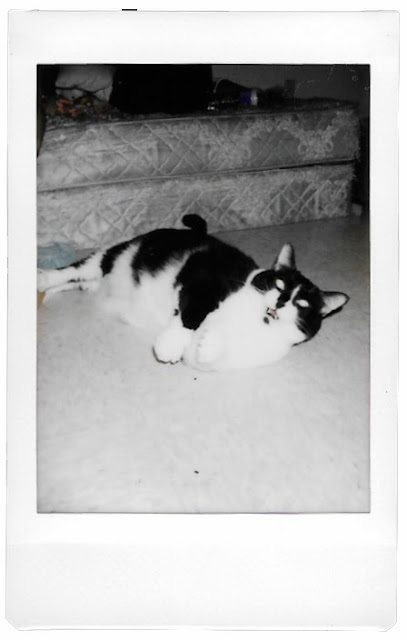 Polaroid of my sister's cat Midnight