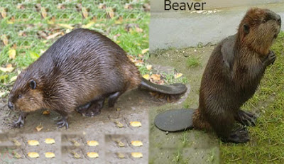 beaver