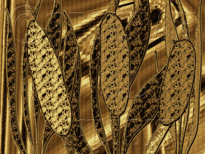 Egyptian Gold Cattail Plants Graphic Design