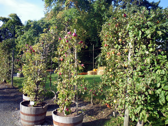 A full crop of apples at UBC Botanical Garden