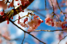 Grow, gardening, flowering crab apple tree