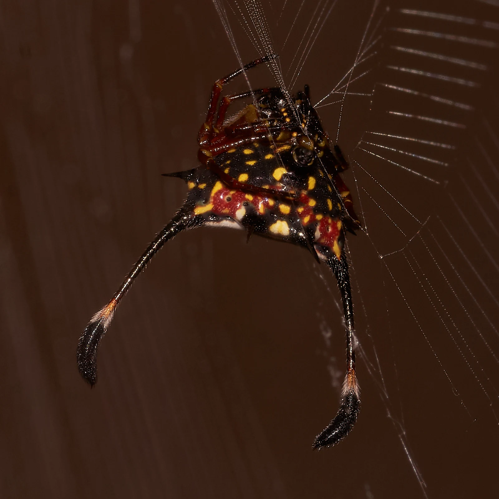 This 'halloween' spider is as beautiful and bright as any I've photographed.