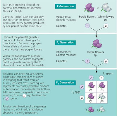 mendel.jpg (600×593)