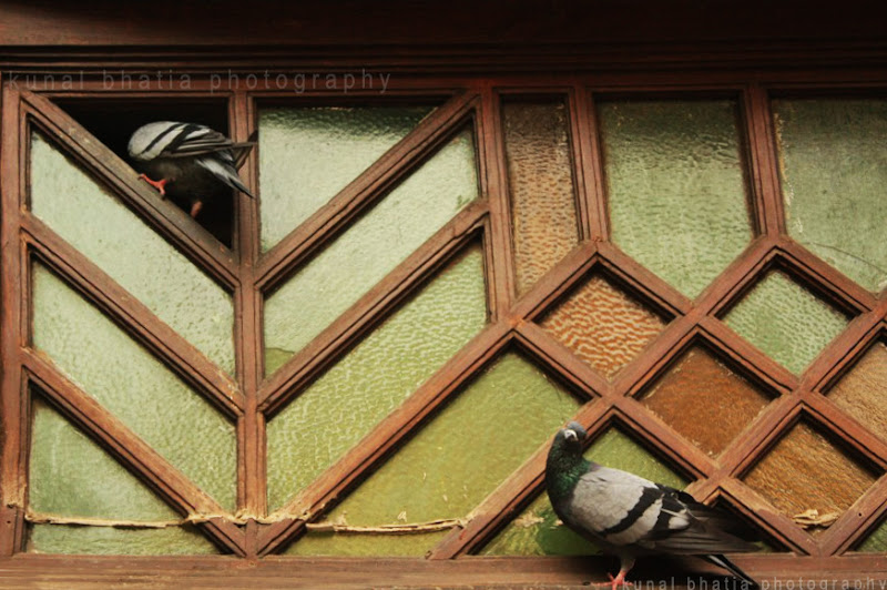 pigeons peeping into a window in mumbai by kunal bhatia