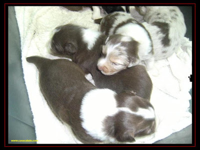 australian shepherd puppies