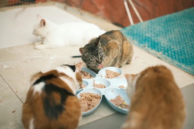 How many times a day should you feed your Cat? 