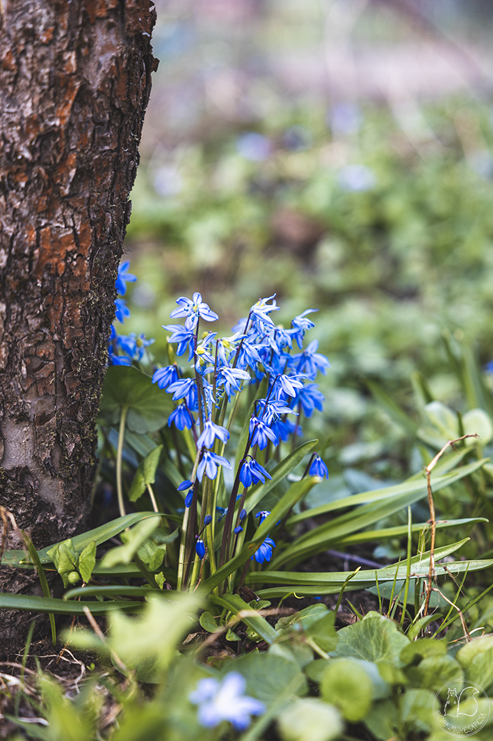 siirtolapuutarha idänsinililja Scilla siberica