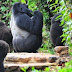 Best time to trek the mountain gorillas