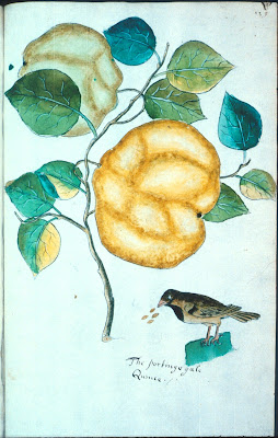 The portingegale Quince