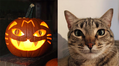 pumpkin-cat-01