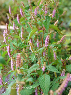 Elsholtzia ciliata