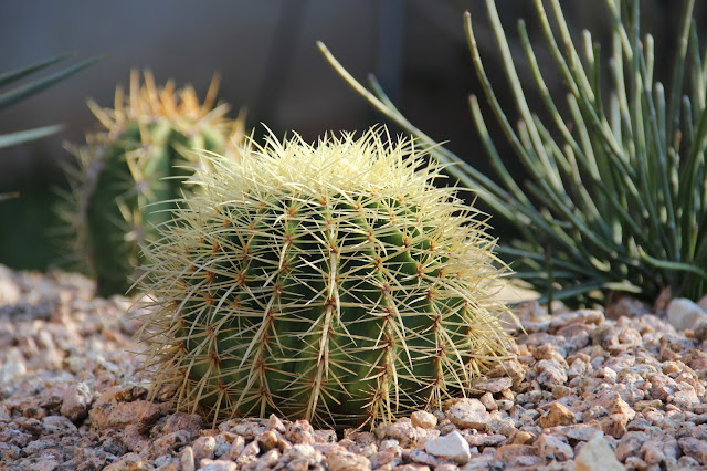 Golden barrel cactus