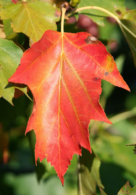 Рябина глоговина (Sorbus torminalis)