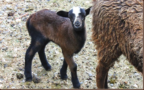 BABYLAMB