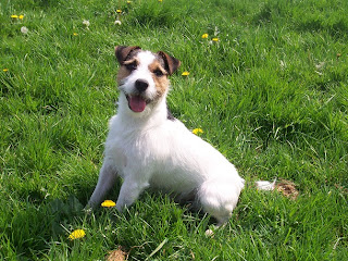 Jack Russell Terrier Puppy Pictures