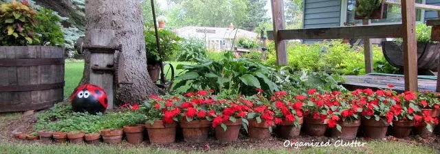 Using Red Blossoms in Garden & Pots www.organizedclutterqueen.blogspot.com