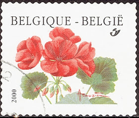 2000 Pelargonium, Ooievaarsbek, Belgique