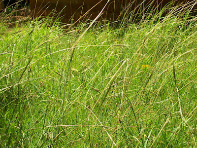 green grass swaying gently in the light breeze