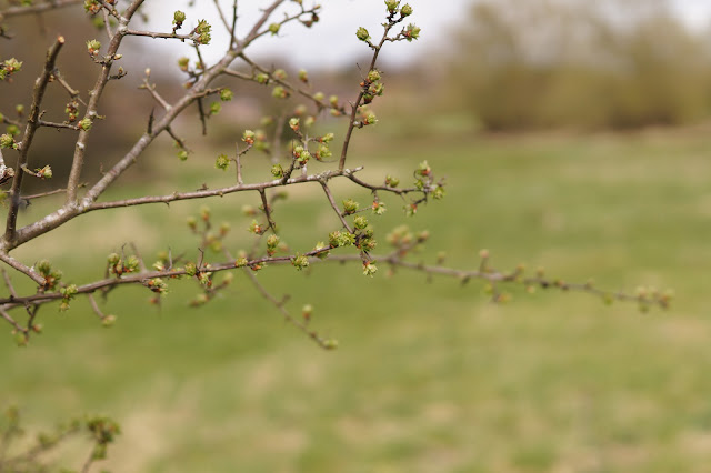 one fine day in Norfolk springtime