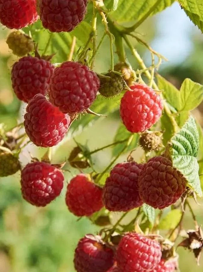 tanaman buah raspberry unggul Pekanbaru