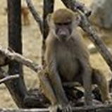 アルバムを表示します