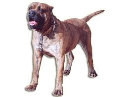 Specifically Type of Dog Alano Espanol Alano Espanol (Spanish Alano) (Spanish Bulldog)

 Dog  Alano Espanol