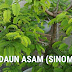 DAUN ASAM (SINOM)