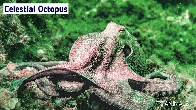 Celestial Octopus - Discover the Mysteries of the Deep Sea #24