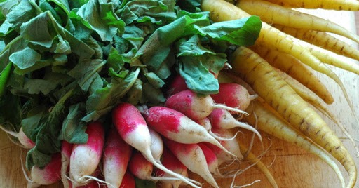 Roots and Their Modifications | Study Of Plant