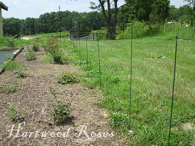 Hartwood Roses: Experimenting With Deer Fencing