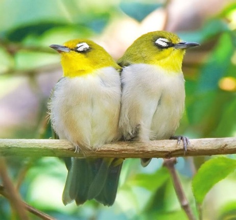 Yellow Birds