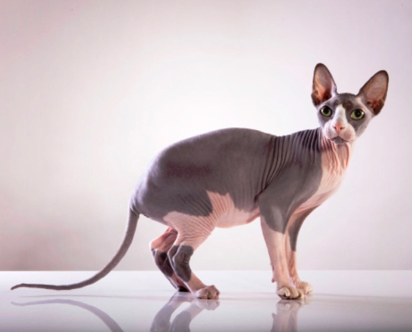 Egyptian Hairless Cat