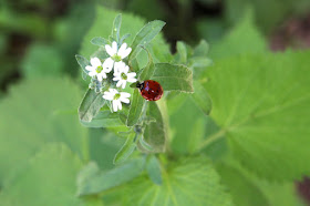 alyssum?