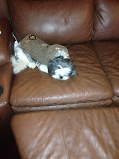 Small dog in a coat sleeping on a couch