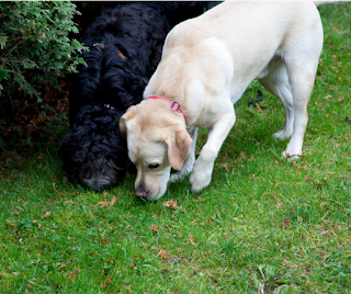 Black doodle dog and golden Labrador dog sniffing the grass