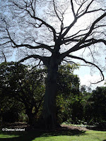 Kapok tree, Foster Botanical Garden - Honolulu, HI