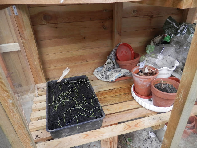 Diary of a Permaculture (ish) garden, March 2018.  From UK garden blogger secondhandsusie.blogspot.com #gardenblogger #permaculturegarden #suburbanpermaculture #urbanpermaculture #organicgarden #ukpermaculture 