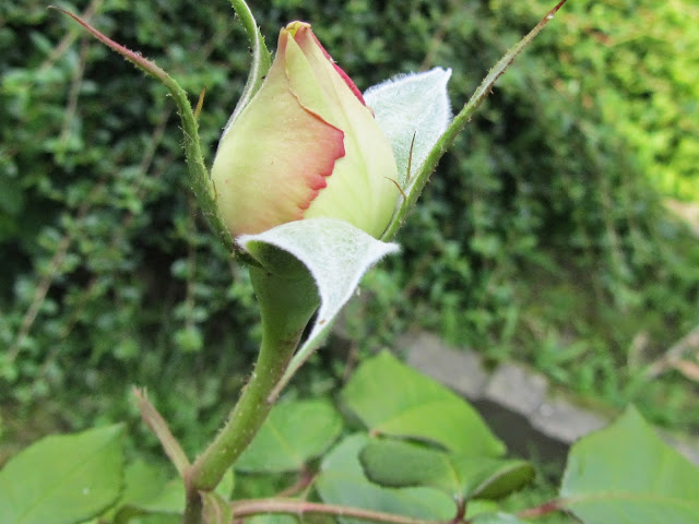 Bocciolo di rosa bianca